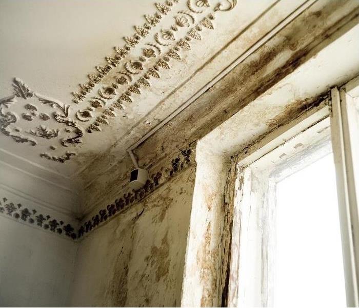 mold growth on ceiling, wall and windowsill