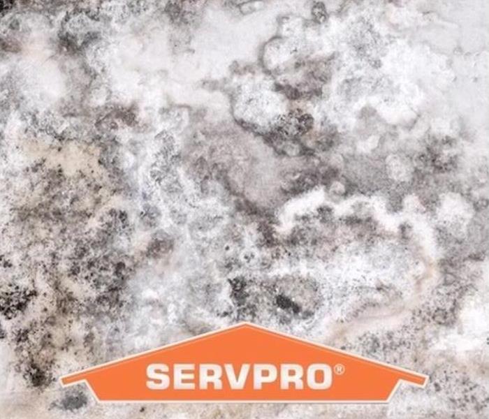 SERVPRO logo over mold